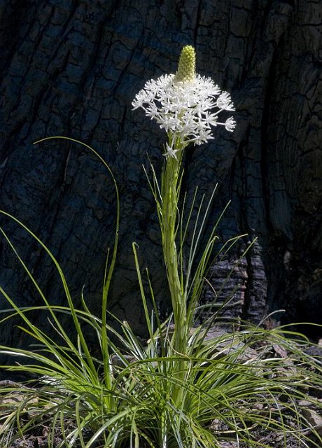 Xerophyllum tenax - Beargrass.jpg